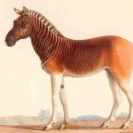 Những loài động vật chỉ còn trong truyền thuyết
