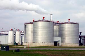 Phân trâu bò – nguồn nguyên liệu quý cho nhiên liệu Ethanol