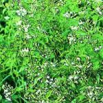 Thuốc trị bỏng từ cây cỏ lào