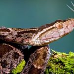 Mò vào ổ nhện kiếm ăn, loài rắn nguy hiểm nhất Costa Rica bị giết không thương tiếc
