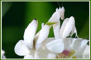 Hoa hay bọ ngựa?