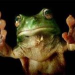 Băng keo “chân ếch” dùng nhiều lần