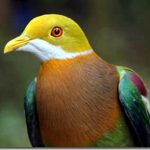 Phát hiện hai loài động vật mới tại Papua