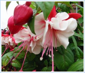 Hoa lồng đèn – Fuchsia
