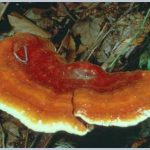 Linh chi (Ganoderma lucidum)