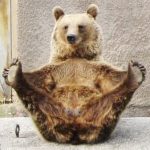 Gấu rèn luyện sức khỏe bằng…yoga