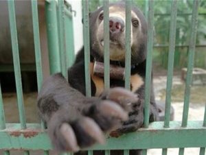 Gấu chó đang trên bờ vực tuyệt chủng