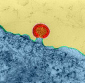 Phát hiện gene có khả năng kiểm soát HIV