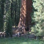 Sequoia – “Nhân chứng” sống lâu nhất trên hành tinh