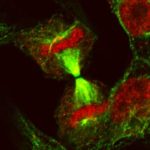 Biểu hiện di truyền khẳng định theo loại gene