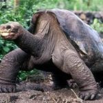 Tìm bạn tình cho rùa già cô đơn