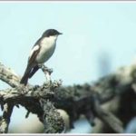 Chim cũng biết bắt chước