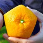 Kỳ lạ những quả cam hình ngũ giác có một không hai