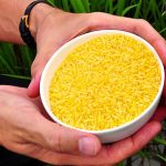Thử nghiệm gạo biến đổi gene ở Trung Quốc