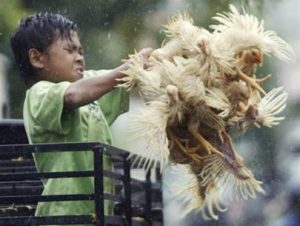 Virus cúm gia cầm biến thể trên heo và mèo
