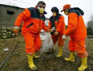 Phát hiện virus cúm gia cầm ở Thổ Nhĩ Kỳ