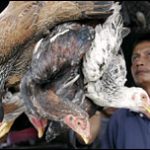 Số tử vong vì cúm gà ở Indonesia tăng