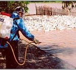 Không để dịch cúm gia cầm tiếp tục lây lan