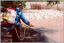 Không để dịch cúm gia cầm tiếp tục lây lan