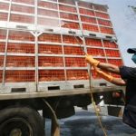 Cúm gia cầm tấn công Tây Âu