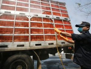 Cúm gia cầm tấn công Tây Âu