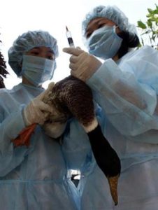 Virus H5N1 đã có biến thể về gen