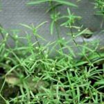 Thảo dược chữa ung thư