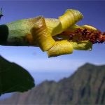 Thiết bị bay không người lái bất ngờ phát hiện loài hoa ở Hawaii được cho đã tuyệt chủng