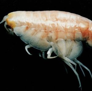 Tôm gặm xác tàu dưới đáy biển
