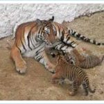 Lần thứ hai hổ Đông Dương đẻ thành công trong điều kiện nuôi