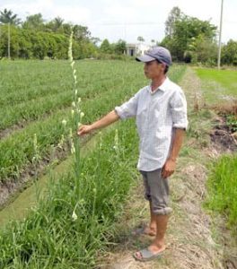 Ứng dụng công nghệ sinh học tạo nguồn hoa huệ sạch bệnh