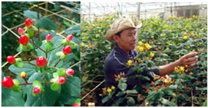 Đà Lạt: Xuất hiện giống hoa lạ, quý hiếm