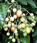 Chữa nấc bằng mẹo