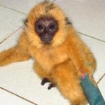 Lâm Đồng giải cứu vượn đen quý