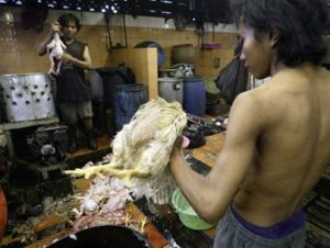 Đông Nam Á chủ động phòng chống H5N1