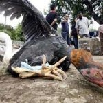 Indonesia: cúm gia cầm là thảm họa quốc gia