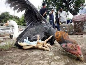 Indonesia: cúm gia cầm là thảm họa quốc gia