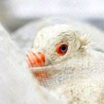 Nhật Bản: Phát hiện thêm một ổ dịch cúm gia cầm