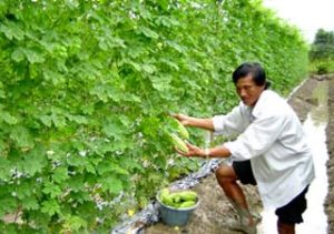 Ứng dụng khoa học công nghệ tạo sức bật cho sản xuất nông nghiệp