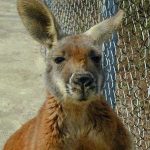 Tìm thấy bằng chứng ‘kangaru sát thủ’