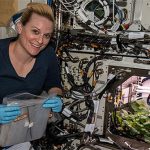 NASA trồng thành công cải củ trong không gian