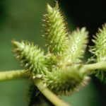 Thương nhĩ tán – bài thuốc hay chữa viêm mũi dị ứng