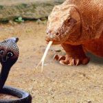 Clip: Rắn hổ mang chúa đánh nhau với rồng Komodo và cái kết gay cấn
