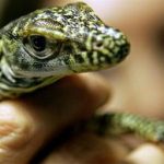 Năm rồng con Komodo chào đời bằng đường sinh sản đơn tính