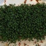 5 nữ sinh nổi tiếng thế giới nhờ thí nghiệm đơn giản