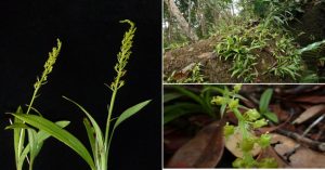 Phát hiện loài hoa lan mới ở Khánh Hòa