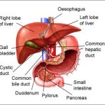Hy vọng mới cho những bệnh nhân bị ung thư gan