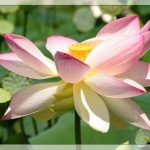 Trong đầm gì đẹp bằng Sen