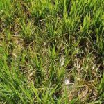 Hơn 20.000ha diện tích lúa bị bệnh lùn sọc đen