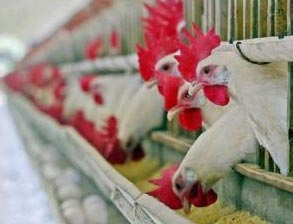 Malaysia tuyên bố thoát khỏi cúm gia cầm